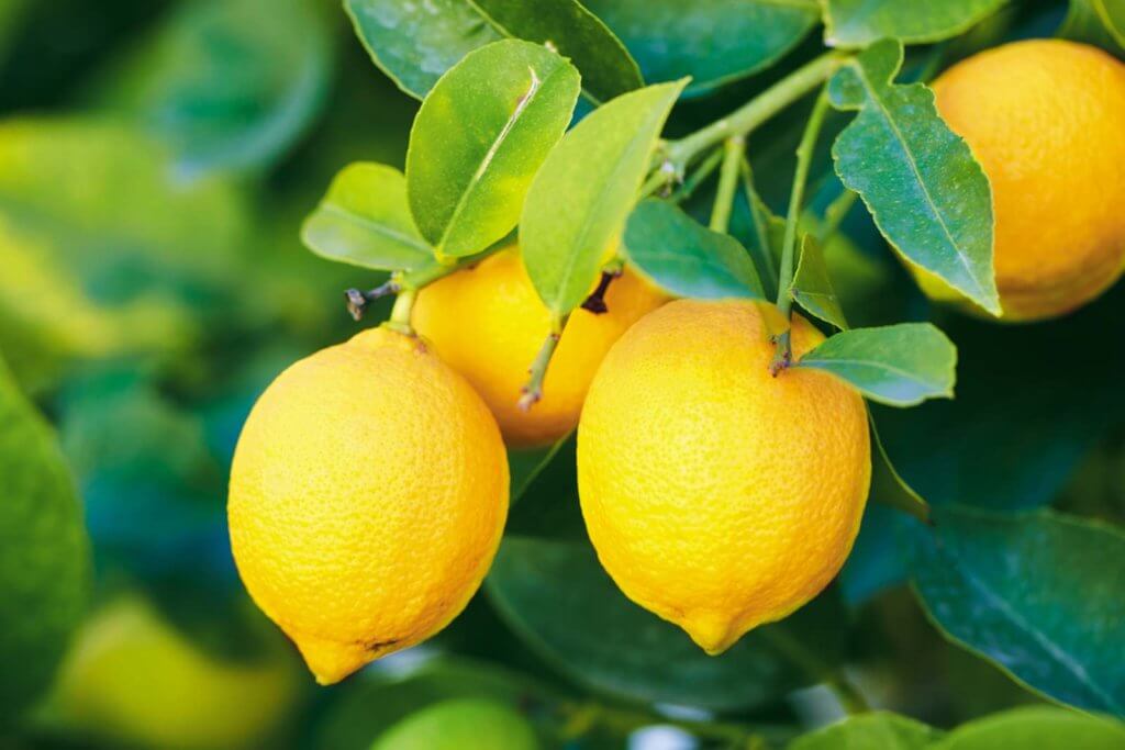 lemon pohon